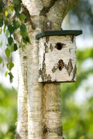 Birch bird box on a Birch tree