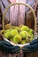Woman holding a basket of Castanea sativa - Sweet chestnuts in Autumn