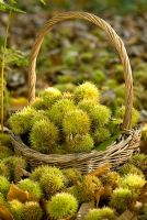 Castanea sativa - A basket of Sweet Chestnuts