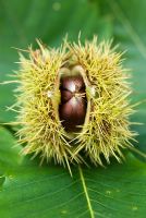 Castanea sativa - Sweet Chestnut in spiky case