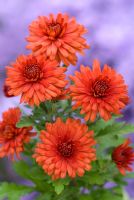 Chrysanthemum 'Rosy Igloo'