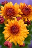 Chrysanthemum 'Warm Igloo'