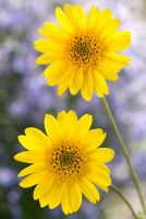 Helianthus 'Capenoch Star' - Sunflower
