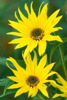 Helianthus maximiliani - Sunflowers