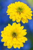 Heliopsis helianthoides var. scabra Goldgrunherz syn. Goldgreenheart - False Sunflower