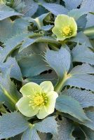 Helleborus argutifolius Silver Lace, Hellebore. Perennial, January. Portrait of green flowers with silvery foliage.