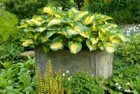 Hosta 'Great Expectations' in container, with other ground cover perennials planted at base including Ferns, Hostas, Epimediums, Geraniums and Primulas