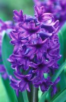 Hyacinthus 'Peter Stuyvesant'