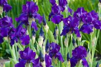 Iris 'Matinata' - Tall Bearded Irises