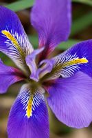 Iris unguicularis 'Mary Barnard' - Netted Iris