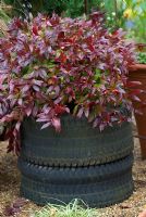 Leucothoe 'Scarletta' syn 'Zeblid' - Sierra Laurel planted in a rubber tyre container