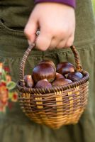 Little girl holding a basket of Castanea sativa - Sweet Chestnuts in a basket in Autumn