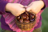 Little girl holding a basket of Castanea sativa - Sweet Chestnuts in a basket in Autumn
