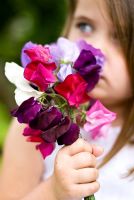 Little girl smelling a bunch of sweet peas