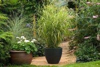 Miscanthus sinensis 'Superstripe' in container on stone path 