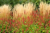 Perennial border and plant association combination with Persicaria amplexicaulis 'Firedance' and Calamagrostis x acutiflora 'Karl Foerster'