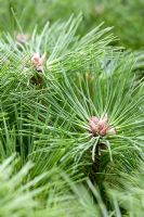 Pinus nigra 'Brepo' - Austrian Pine