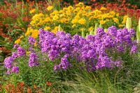 Mixed summer border - Phlox paniculata 'Branklyn', Kniphofia 'Percy's Pride', Heliopsis 'Bressingham Dubloon', Crocosmia 'Emberglow' and Crocosmia 'Jackanapes' 