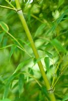 Phyllostachys nigra 'F. Henonis' - Black Bamboo