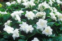 Trillium grandiflorum 'Snowbunting' - Ameriacan wood lily 