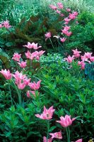 Tulipa 'China Pink' with foliage of Phlox paniculata 'Eve Cullum', Hosta 'Hadspen Blue' and Rheum 'Ace of Hearts'