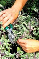 Taking cutting of Salvia officinalis