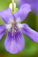 Viola riviniana - Groves Nursery, Bridport Dorset