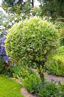Salix integra 'Hakuro Nishiki' in garden
