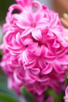 Hyacinthus - Pink hyacinth