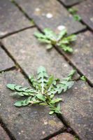 Taraxacum officinale - Dandelion growing between brick paving