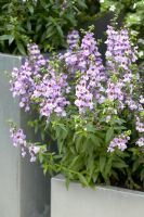 Angelonia angustifolia 'Serena Lavender' in square container 