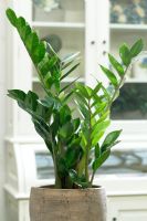 Zamioculcas zamiifolia - Aroid Palm