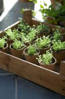 Lobelia seedlings in biodegradable fibre pots ready to be planted out