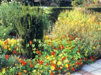 Tropaelum - Nasturtiums in vegetable garden