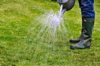 Feeding lawn with liquid food - Watering lawn