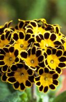 Primula vulgaris 'Gold Laced'