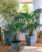 Ficus benjamini, Butia capitata and Howea forsteriana in pots in living room