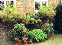 Container garden with mixed plants