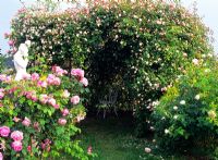 Rosa 'Ayrshire Queen' climbing over pergola and Rosa 'Mary Rose' and Rosa 'Heritage' in foreground