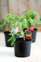 Tomato seedlings F1 'Shirley'
