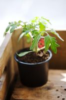 Tomato seedling F1 'Shirley'