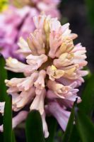Hyacinthus 'Fondante'