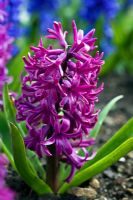 Hyacinthus 'Purple Sensation'