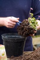 Repotting and dividing a Hepatica. Carefully removing soil from roots with a pair of tweezers - Demonstrated by John Massey, Ashwood Nurseries
