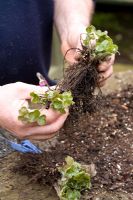 Repotting and dividing a Hepatica. Gently teasing apart - Demonstrated by John Massey, Ashwood Nurseries