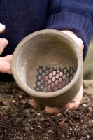 Repotting and dividing a Hepatica. Putting gauze over large drainage hole to ensure maximum drainage - Demonstrated by John Massey, Ashwood Nurseries