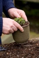 Repotting and dividing a Hepatica. Gently tapping pot on bench to firm in and settle the compost - Demonstrated by John Massey, Ashwood Nurseries