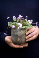 John Massey holding a traditional hepatica pot planted up with Hepatica nobilis var. japonica f. magna