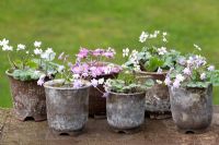 Collection of Hepaticas in traditional pots - All variations of Hepatica nobilis var. japonica f. magna