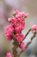 Prunus persica nectarina 'Garden Beauty' -  Dwarf Nectarine